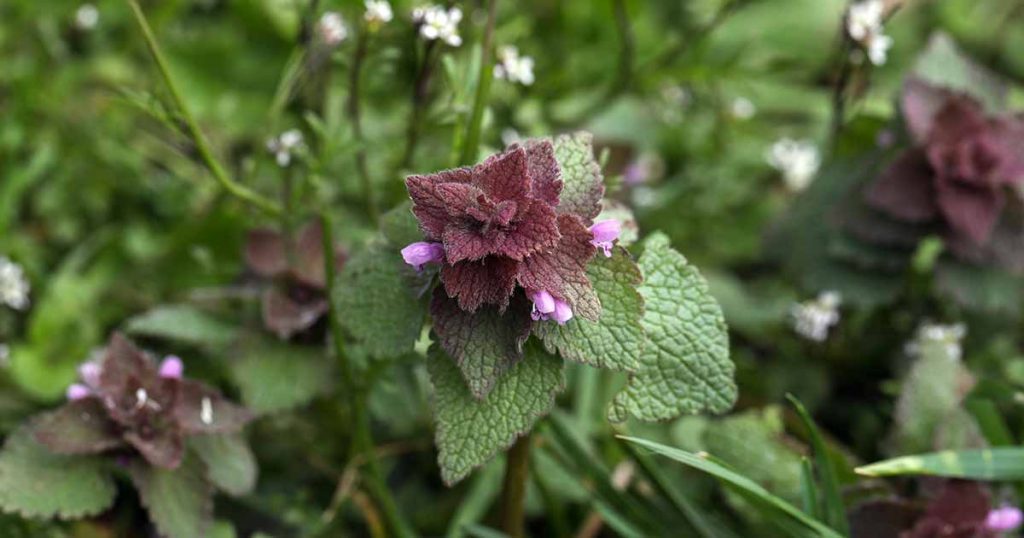 39 Common Weeds That You Can Eat or Use for Medicine
