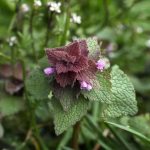 39 Common Weeds That You Can Eat or Use for Medicine