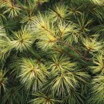 what makes a plant water-wise?