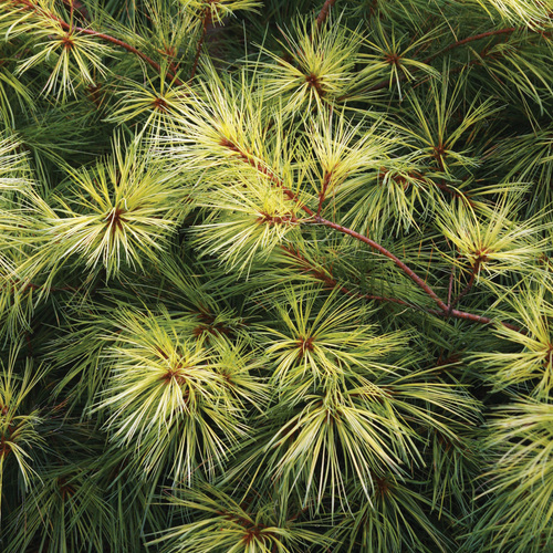 What Makes a Plant Water-Wise?