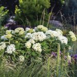 FlowerFull Smooth Hydrangea Is Anything but a Flop