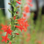 Texas Plume: Kick It Up a Notch with This Charismatic Biennial