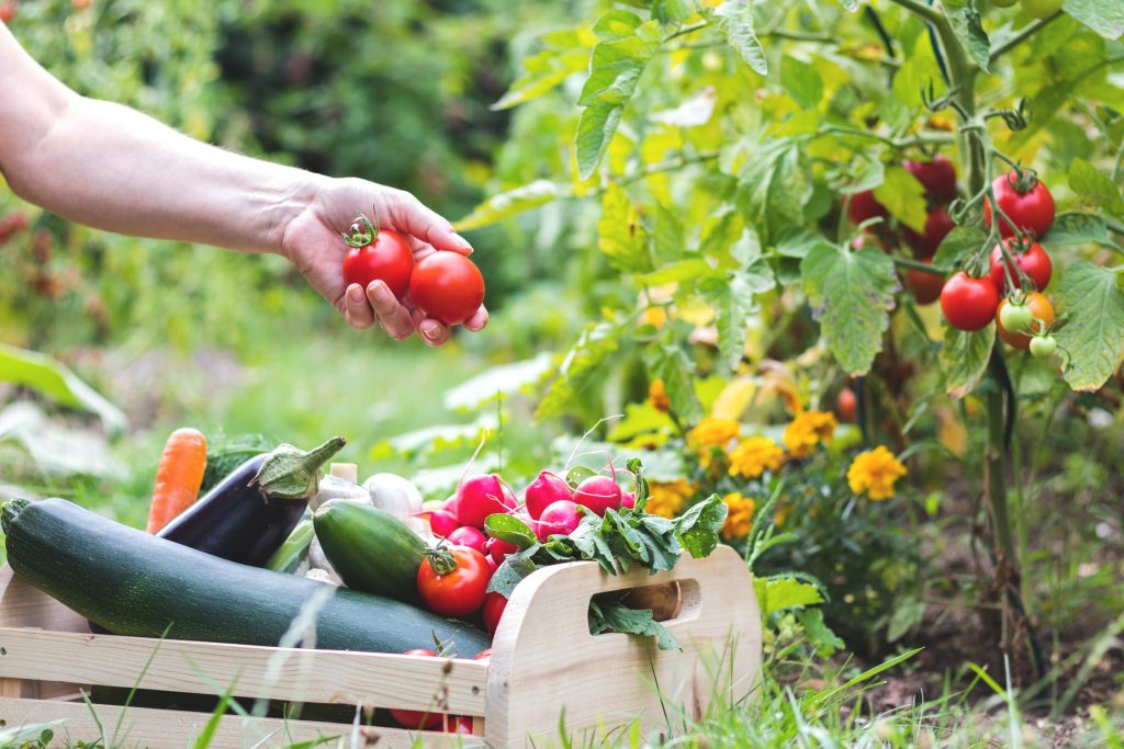 Can High Radon Levels Impact Your Outdoor Vegetable Garden?