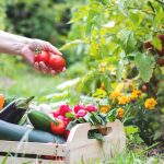 Can High Radon Levels Impact Your Outdoor Vegetable Garden?