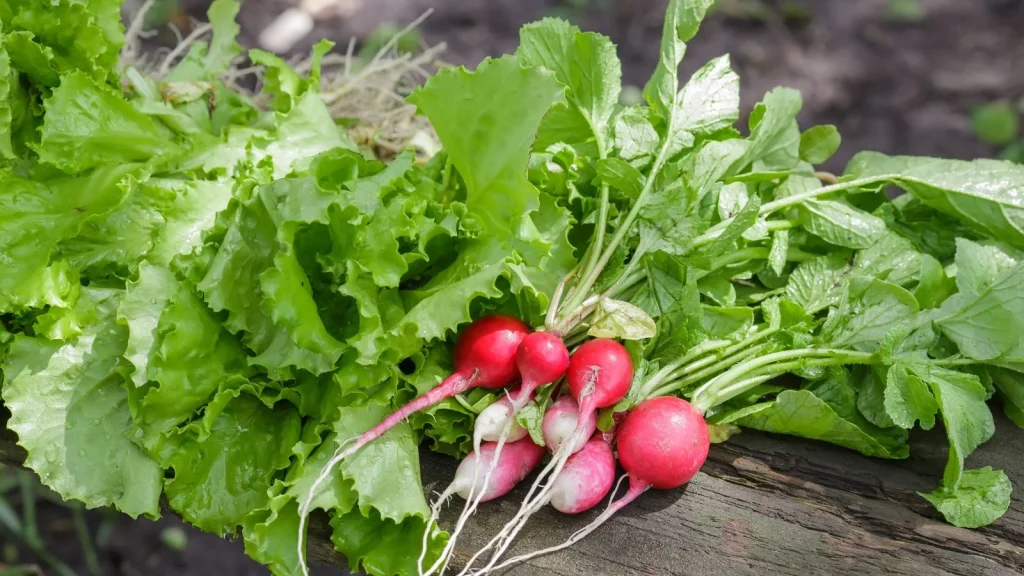 5 Fast-Growing Vegetables That Go From Seed to Harvest in 60 Days
