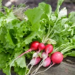 5 Fast-Growing Vegetables That Go From Seed to Harvest in 60 Days 5 Fast-Growing Vegetables That Go From Seed to Harvest in 60 Days