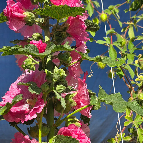 Thriving Spring Plants in Dawn’s Arizona Garden