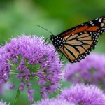 Butterfly Favorites From Kathy’s Garden in Iowa