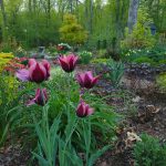 last spring in sue’s connecticut garden