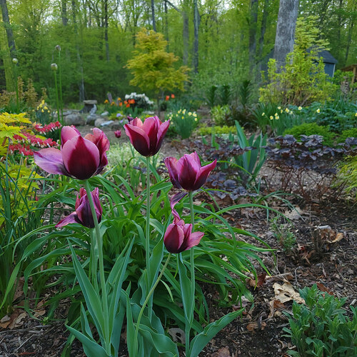 Last Spring in Sue’s Connecticut Garden