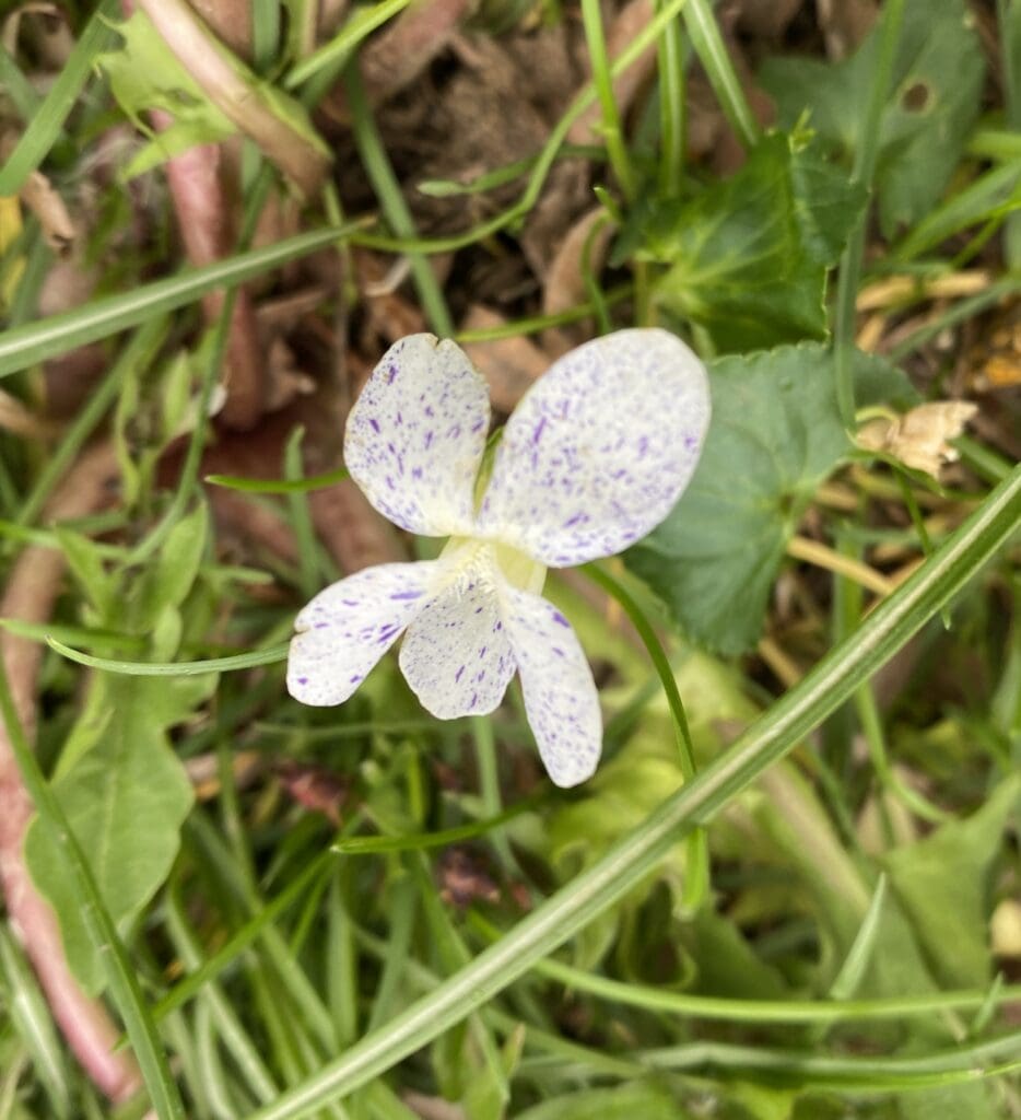 Garden Fairies Sneak in a Post – Carol J. Michel Garden Fairies Sneak in a Post – Carol J. Michel