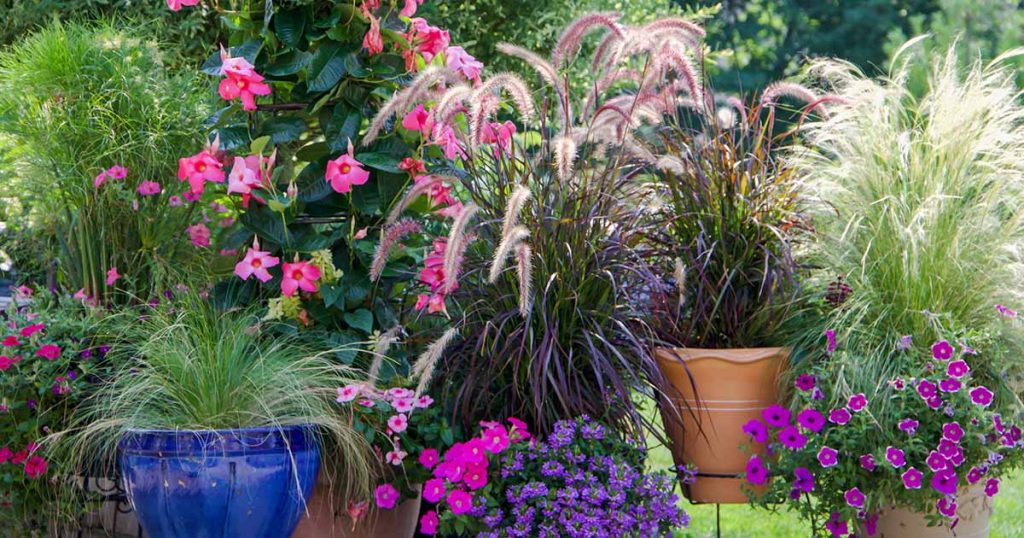 Tips for Growing Ornamental Grass in Containers