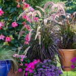 Tips for Growing Ornamental Grass in Containers