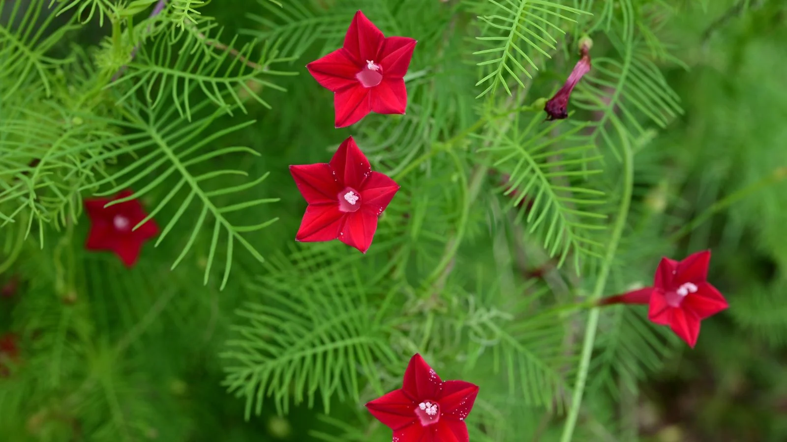 a close-up shot of a small composition of vibrant red tubular flowers, alongside pine-like leaves of the cypress vine
