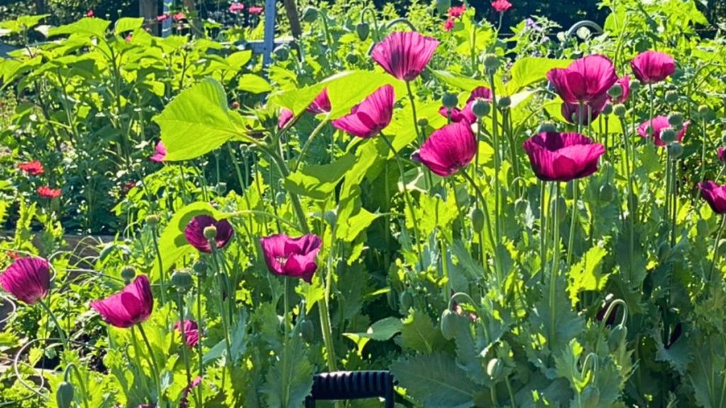 Growing Poppies From Seed: An Expert Guide for Gardeners