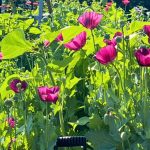 Growing Poppies From Seed: An Expert Guide for Gardeners Growing Poppies From Seed: An Expert Guide for Gardeners