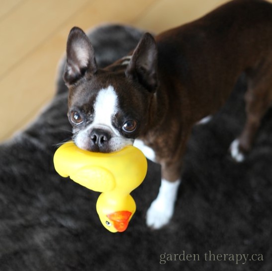 homemade herbal flea-repelling dog shampoo