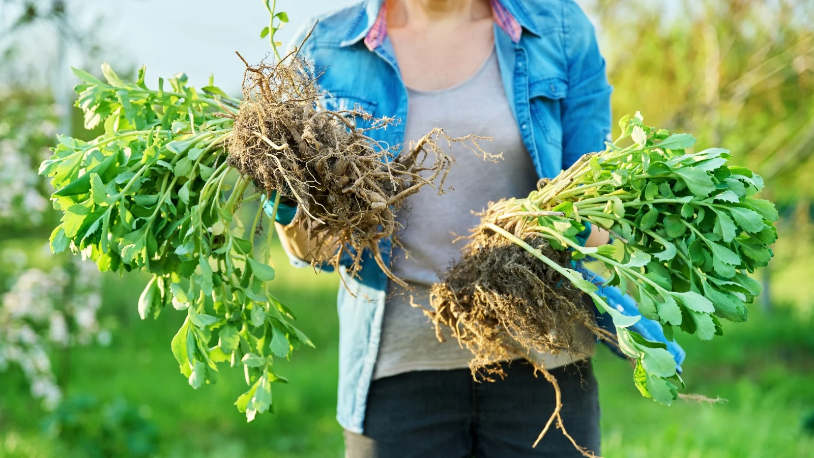close-up of a female gardener in a denim shirt holding two divided sedum plants with long stems covered with oval serrated leaves.