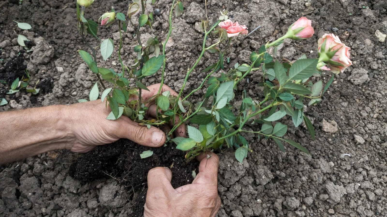 hands carefully dividing the roots of a mature flowering plant to create separate sections, each ready to be replanted in the soil.
