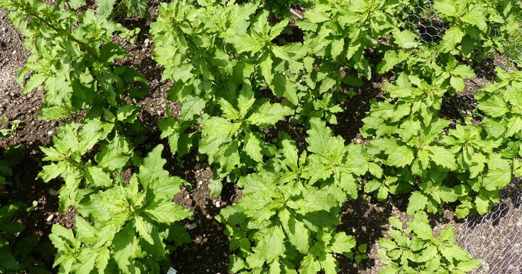 How to Plant and Grow Epazote (Wormseed)