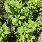 How to Plant and Grow Epazote (Wormseed)