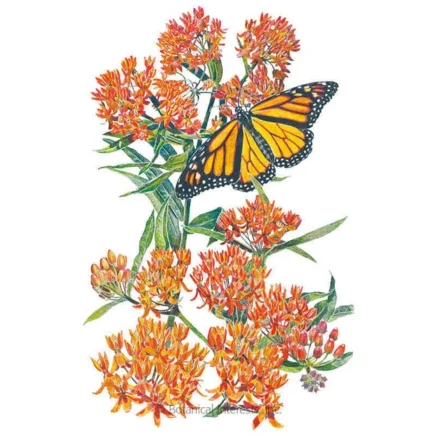 how to grow milkweed without it taking over the garden 1 milkweed/butterfly flower seeds