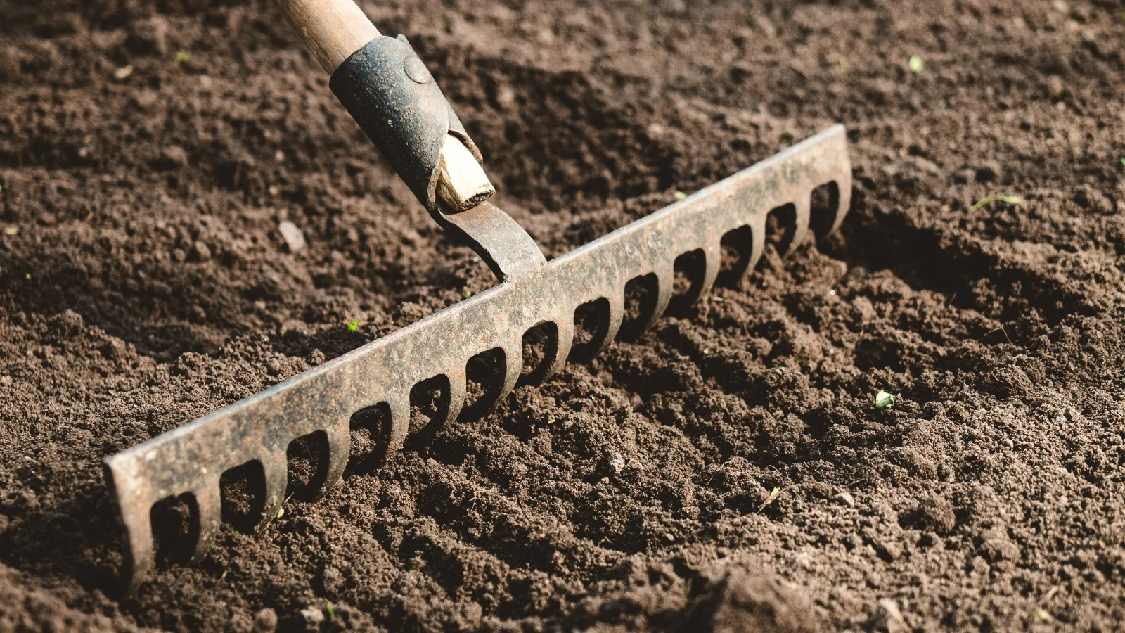 a close-up of a garden rake on top of loose soil in a garden. the soil is loose and dark brown in color.