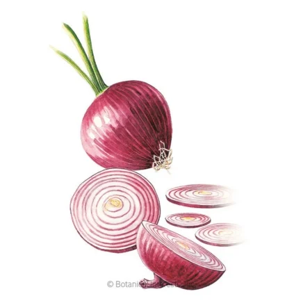 red amposta bulb onion seeds