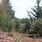 evolution of a garden border