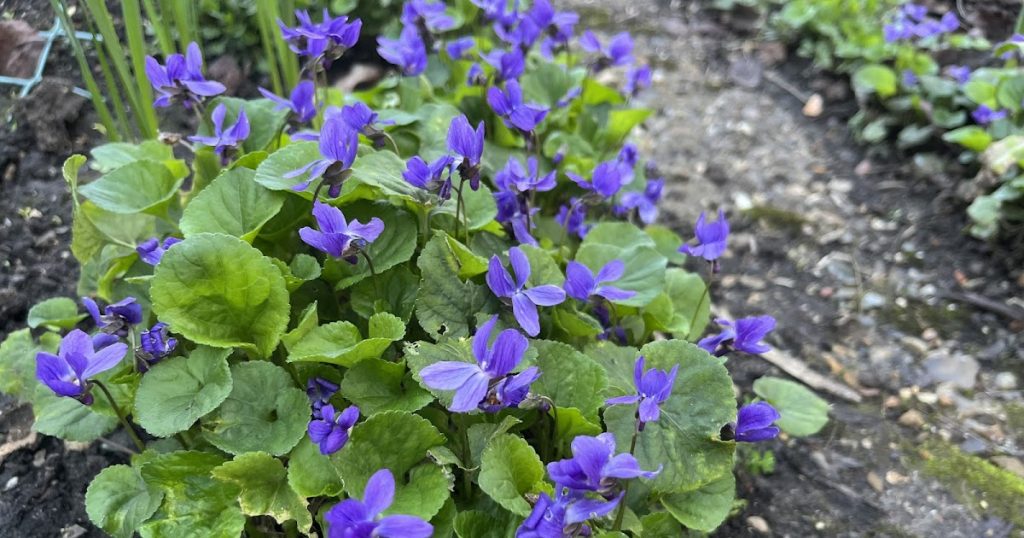 I’m late, I’m late … (as the White Rabbit said)