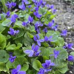 I’m late, I’m late … (as the White Rabbit said)