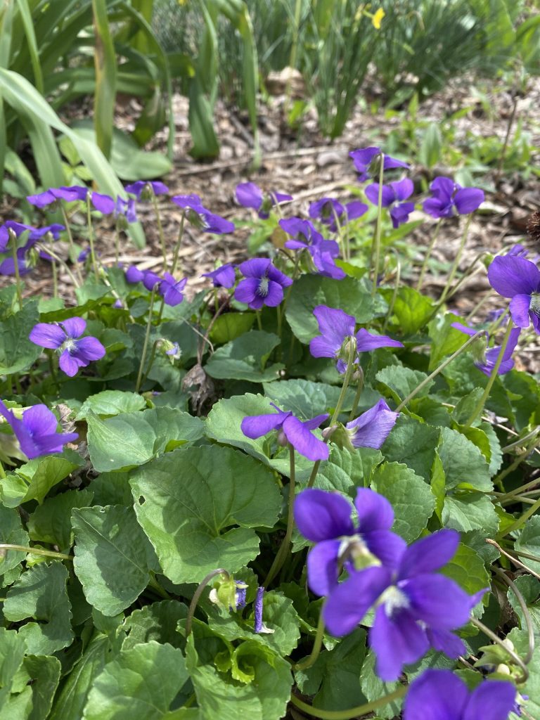 Garden Bloggers Bloom Day – April 2026 – Carol J. Michel