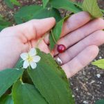Cherries and Cherry Substitutes for Lower Alabama and the Florida Panhandle
