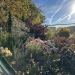 before and after: foliage, flowers, and seasonal interest in jin’s iowa garden