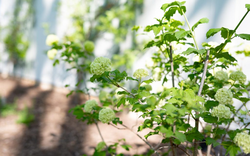 April garden notes | Miss Mustard Seed