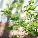 April garden notes | Miss Mustard Seed