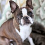 All-Natural Dog Deodorant Spray – Garden Therapy