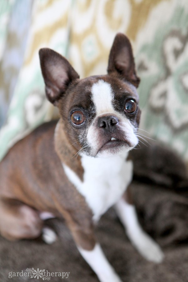 All-Natural Dog Deodorant Spray – Garden Therapy