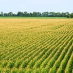 Climate experts say spring is coming earlier. How will that affect agriculture and ecosystems? Climate experts say spring is coming earlier. How will that affect agriculture and ecosystems?