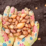 How to Plant Onion Sets
