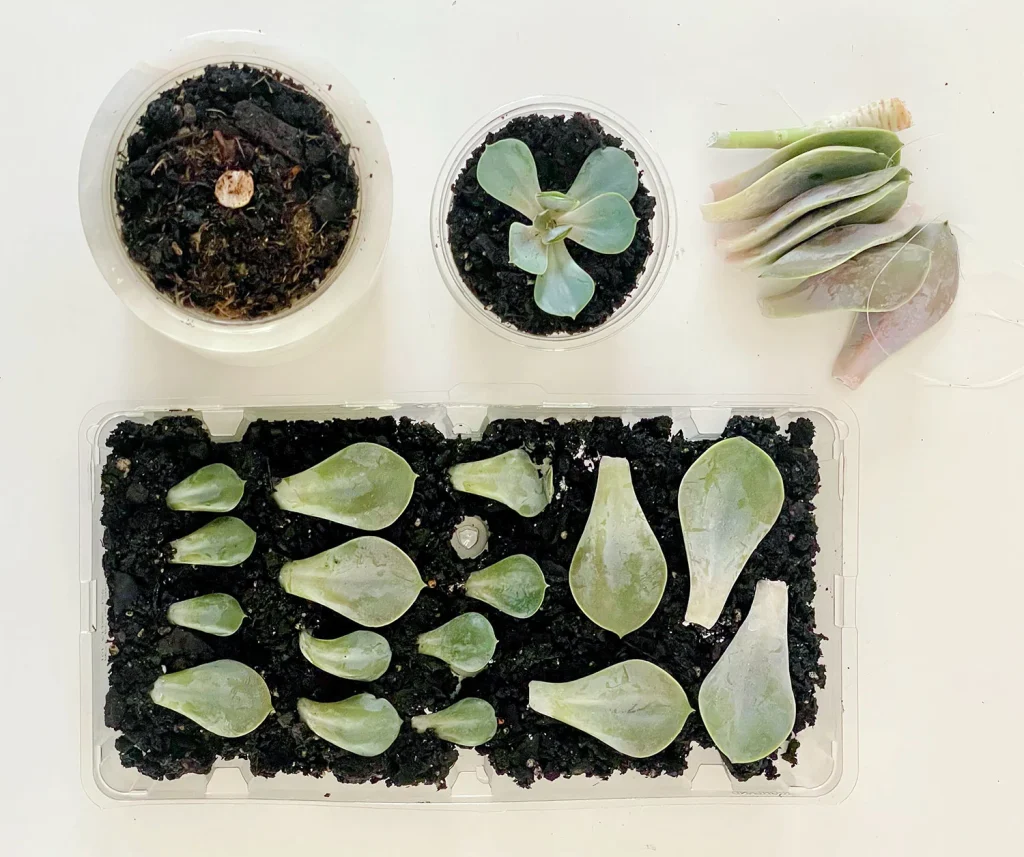 How To Propagate Succulents | Young House Love