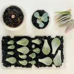 How To Propagate Succulents | Young House Love How To Propagate Succulents | Young House Love