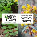 Super Cool Plants Podcast! Episode 1: Underappreciated Native Plants