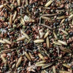 Getting Started: Basics of Foraging Wild Seeds and Grains Getting Started: Basics of Foraging Wild Seeds and Grains