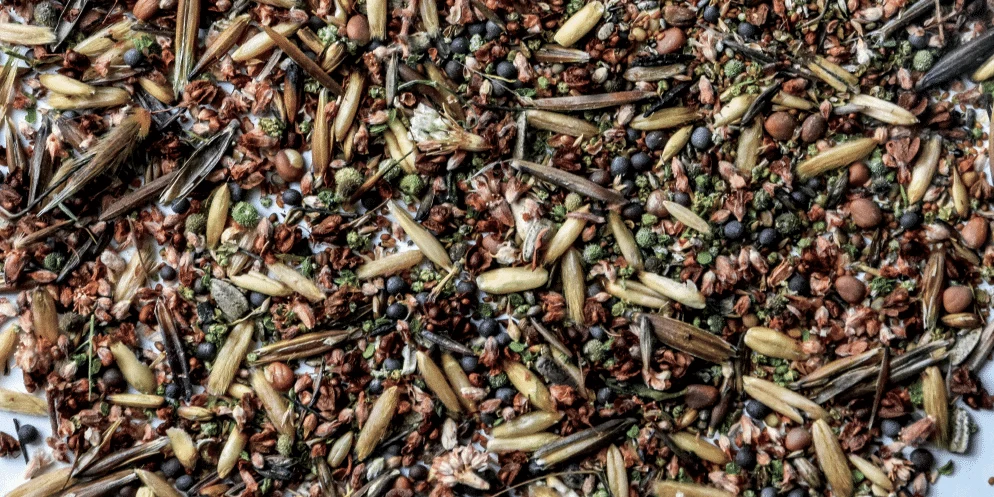 Getting Started: Basics of Foraging Wild Seeds and Grains