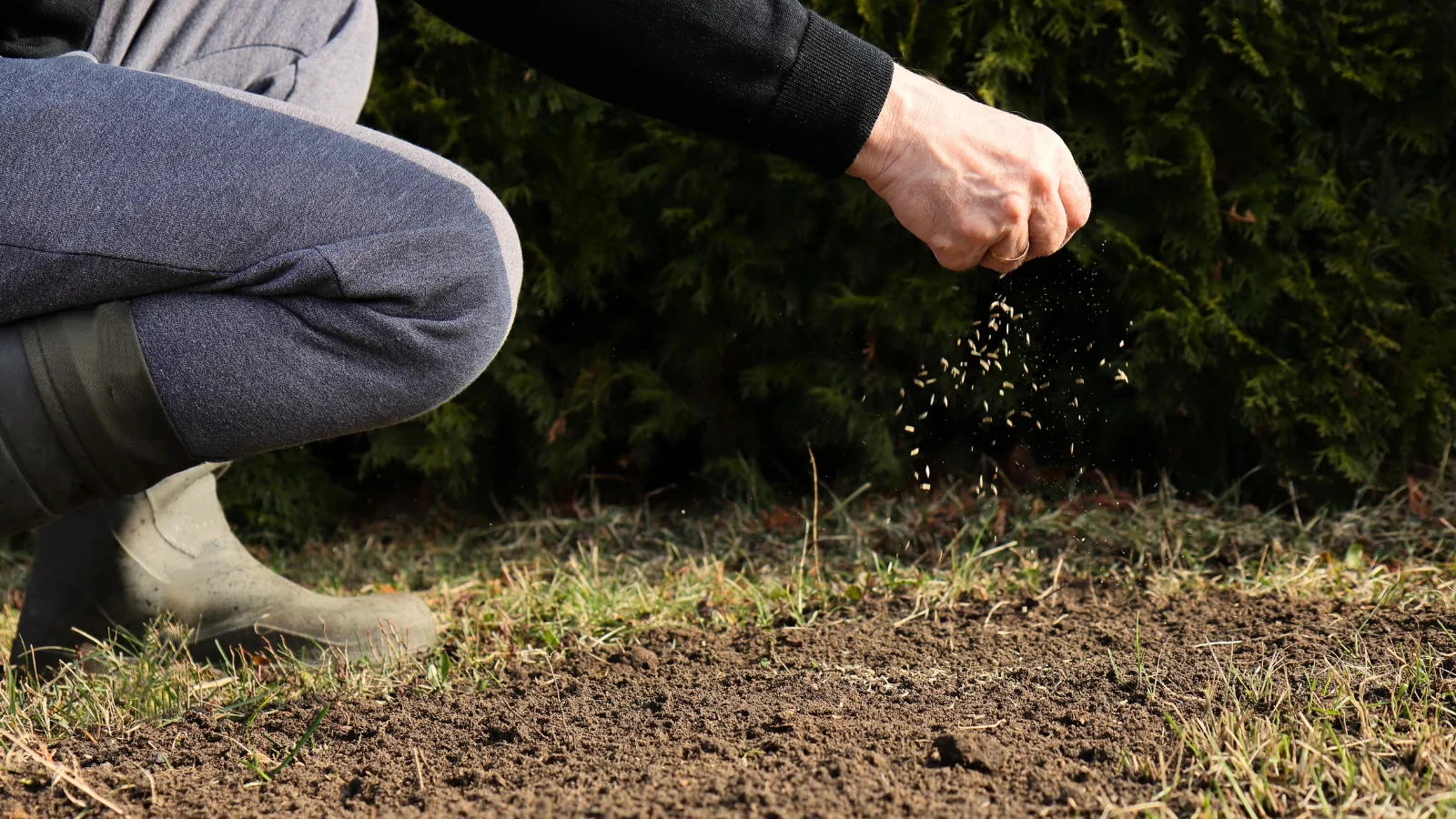 a shot of a person in the process of scattering seeds on a bare patch of turf