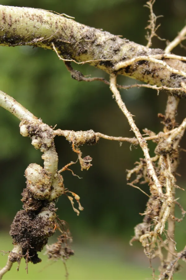 nematodes - garden plants