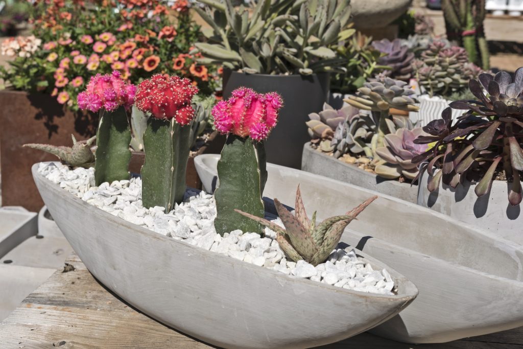 Creating a Low-Maintenance Garden: Tips and Tricks