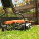 What is No Mow May? And Does it Actually Help Pollinators?