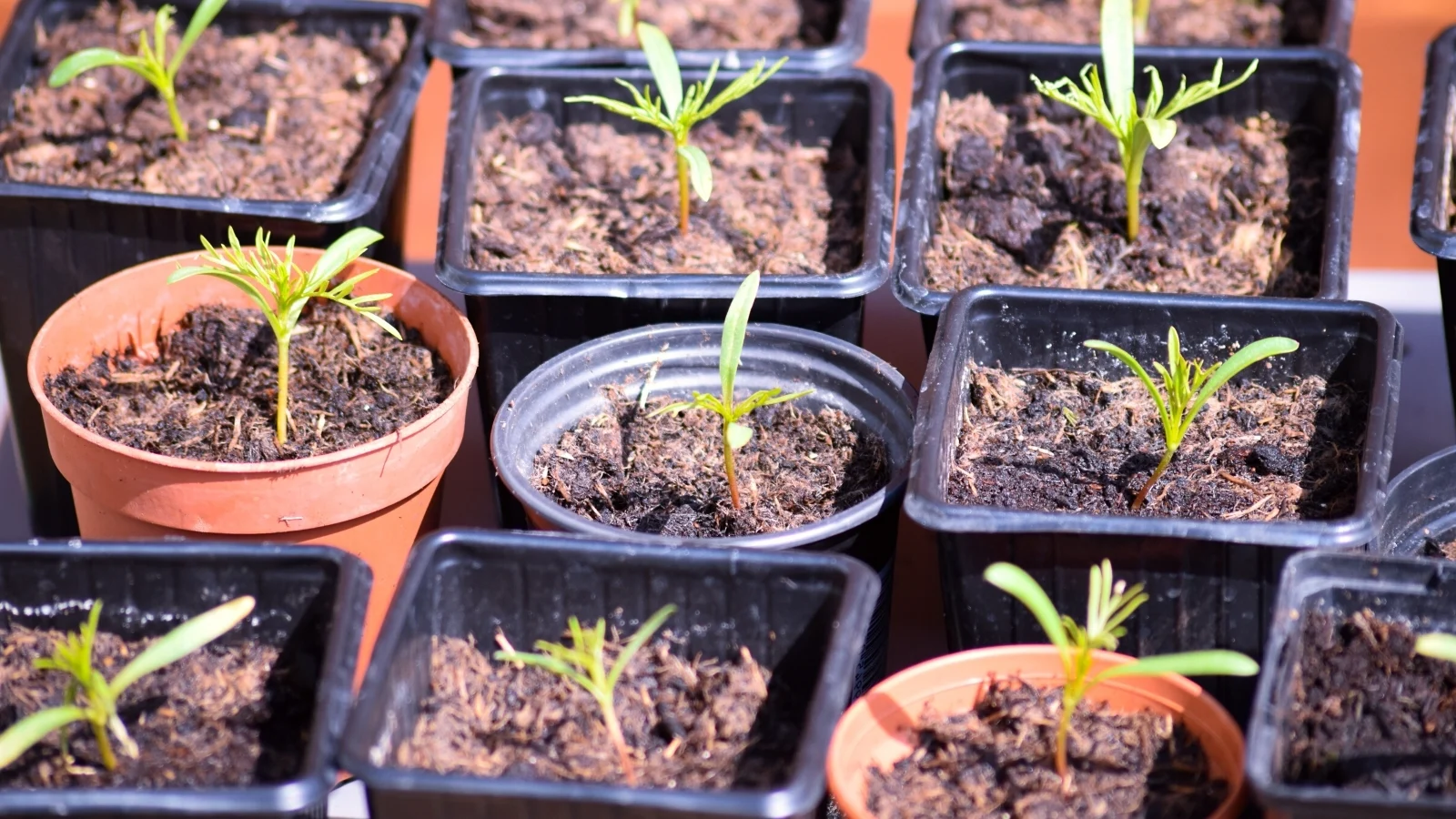 close-up of seedlings growing in small individual pots, all situated in a well lit area outdoors